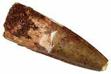 Fossil Spinosaurus Tooth - Real Dinosaur Tooth #333550-1